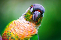 Eloise the Yellow Sided Conure
