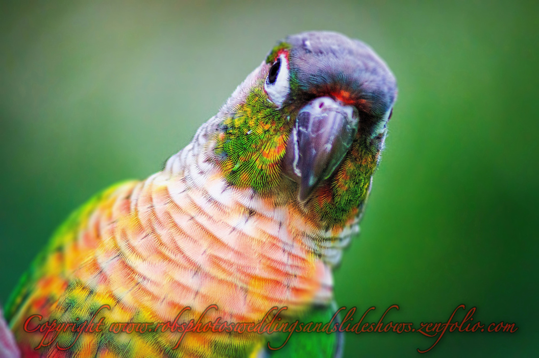 Eloise the Yellow Sided Conure