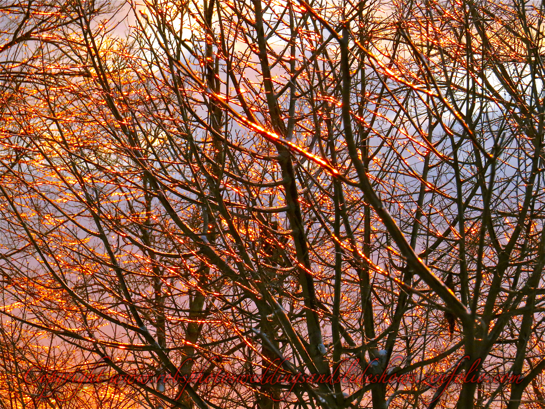 Sunset Fires on Branches of Ice