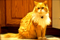 Pet Gallery #4  Ginger, 15 yrs Young