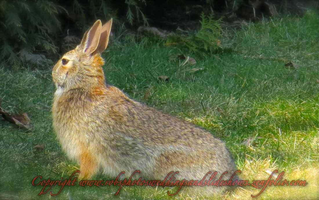 A Hare at Attention Photo #2