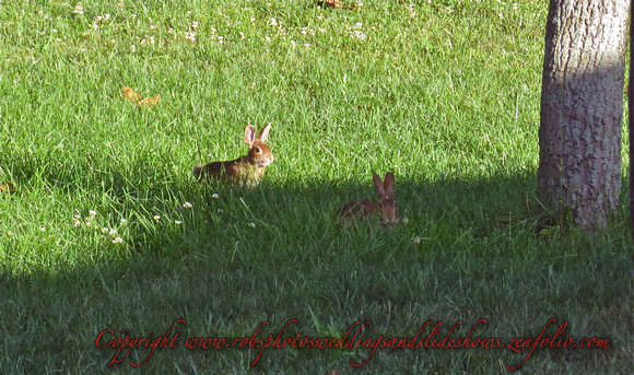 Playing Rabbits