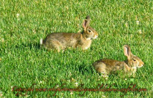 Playing Rabbits