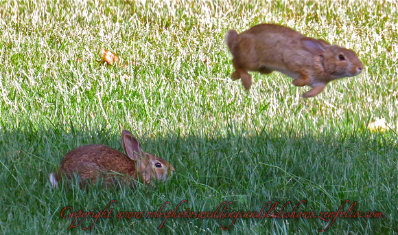 Playing Rabbits