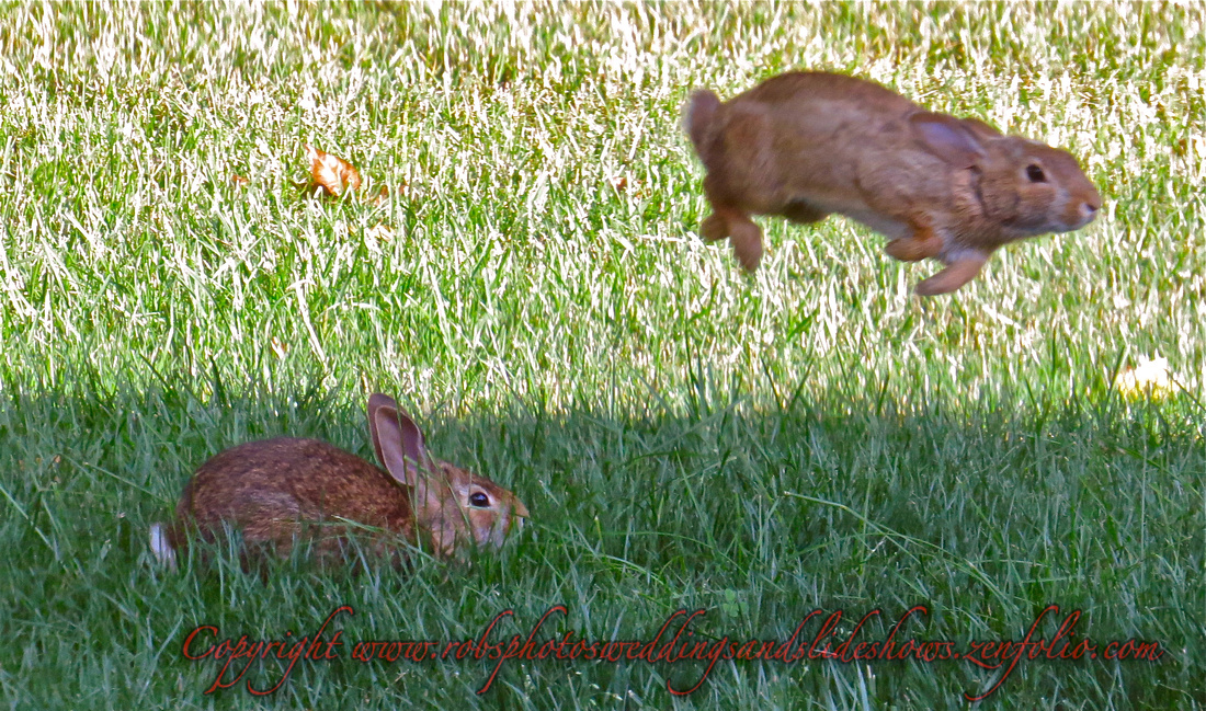 Playing Rabbits