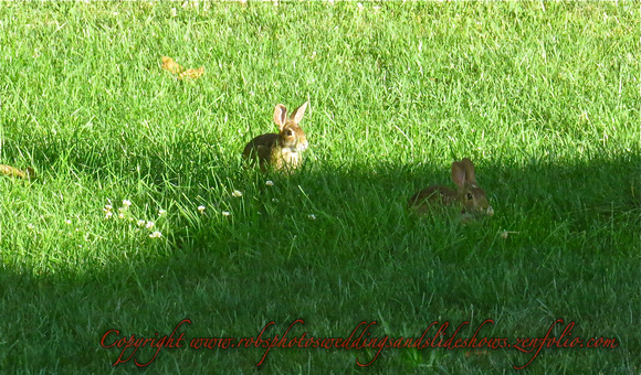 Playing Rabbits