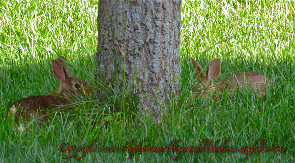 Playing Rabbits