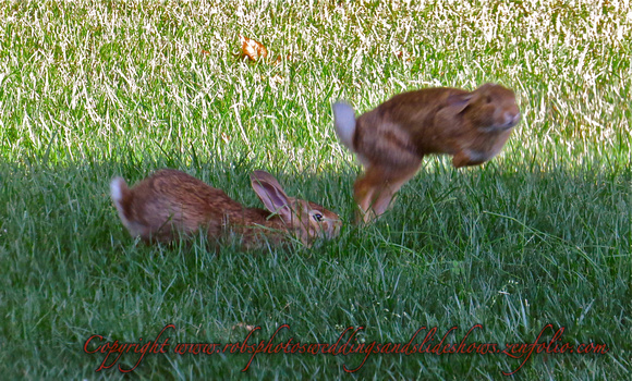 Playing Rabbits