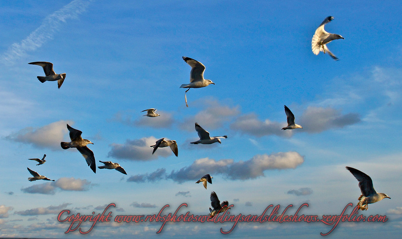 Seagulls in Flight