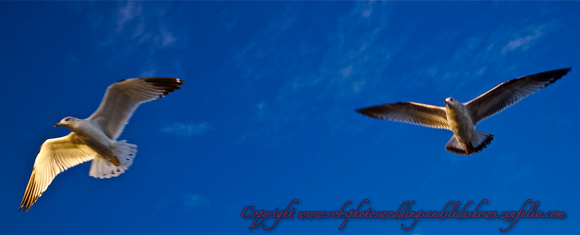 Seagulls in Flight