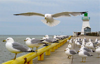 Seagulls in Flight in Port Dover on Mar.,15, 2021