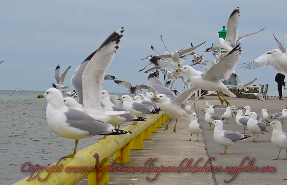 Seagulls in Flight