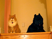 Ginger & Buddy by the stairs waiting for me.