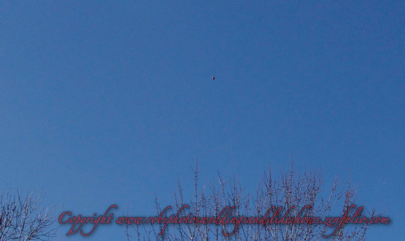March 8th 2017 Shining above the Trees