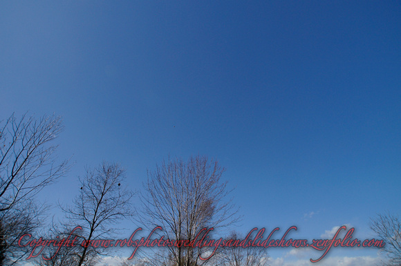 March 8th 2017 Shining above the Trees