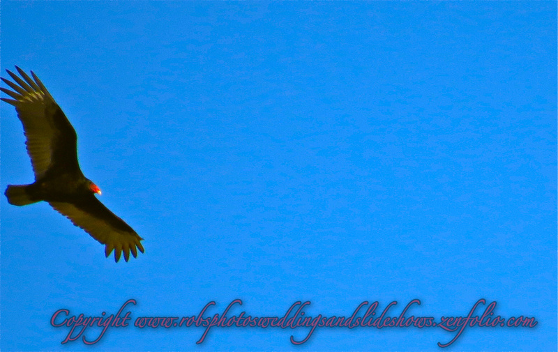 Flight of the Turkey Vulture