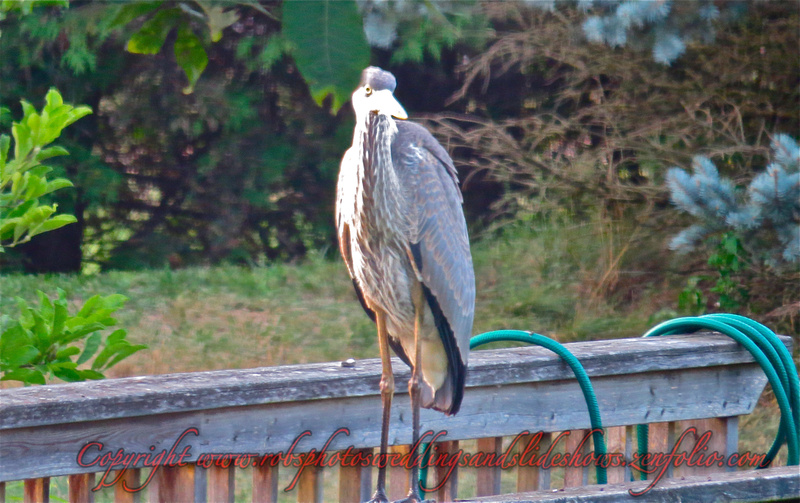 The Great Blue Heron