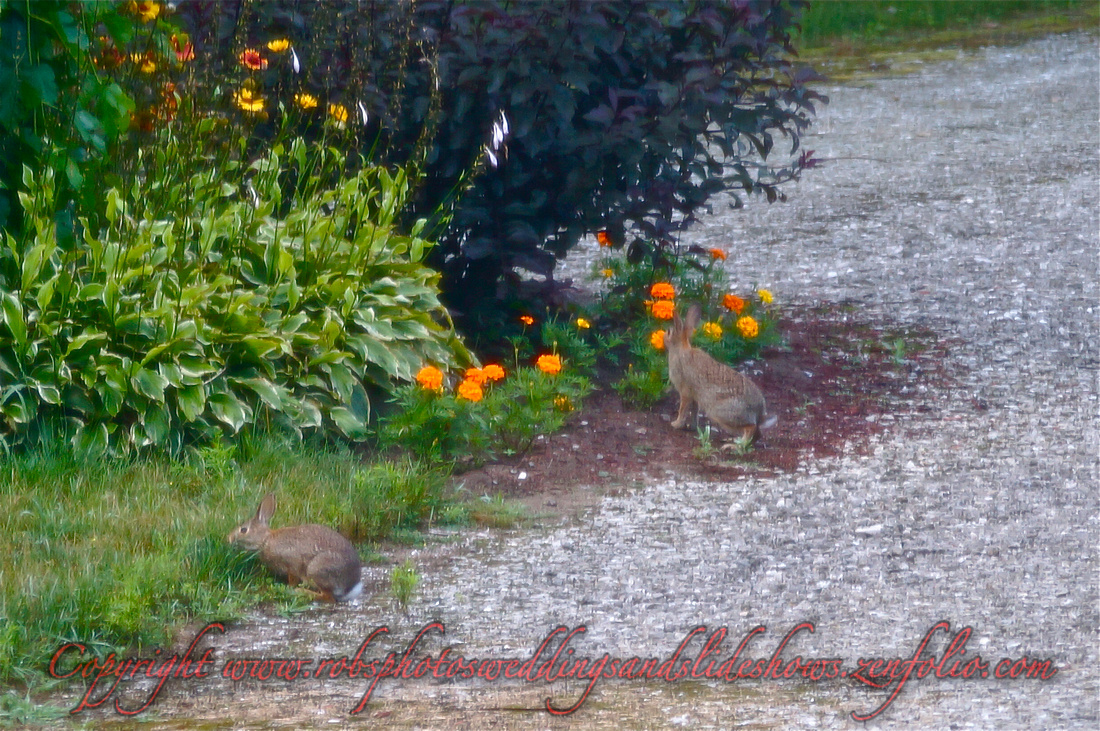 Rabbits by the Flower Garden