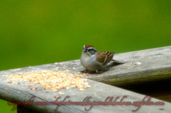 The Morning Bird Feed