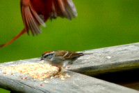 The Morning Bird Feed