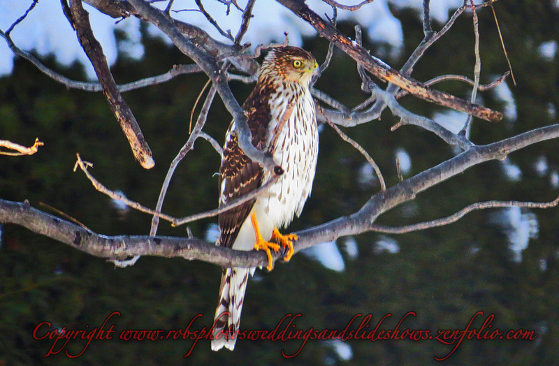 A Broad-Winged Hawk