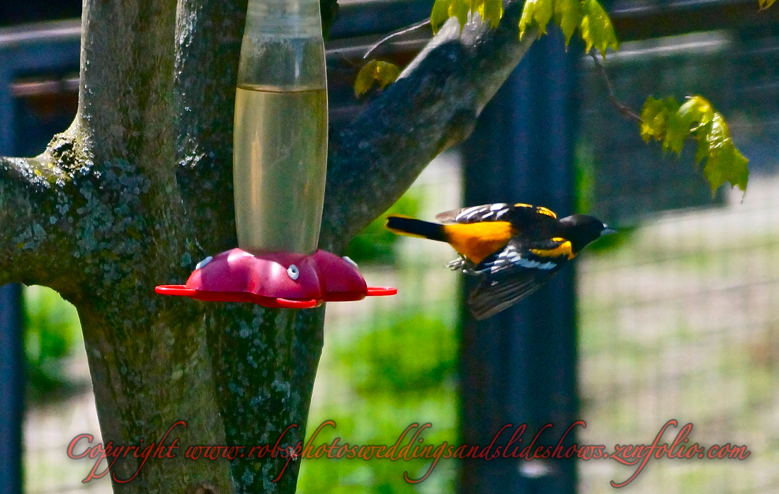 A Baltimore Oriole Photographed Drinking & in Flight