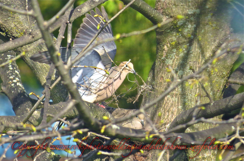 Nesting Wood Pigeons