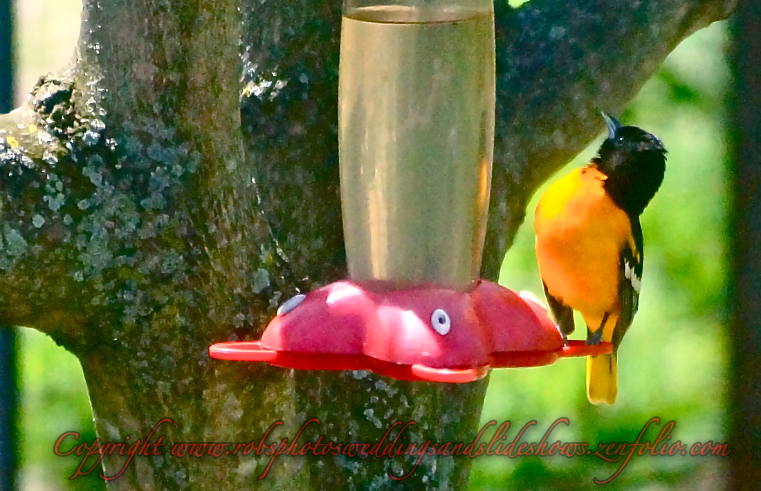 A Baltimore Oriole Photographed Drinking & in Flight