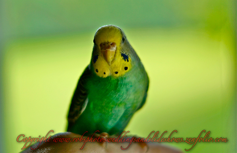 Pretty Bird/ Baby/ Sweetheart Photographed with a Halo