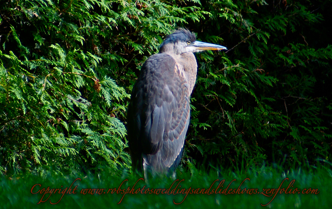 A Baby Great Blue Heron