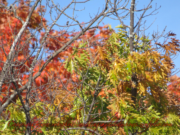 Two Fall Trees in Simcoe