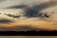 Flying in Formation with the Sky Bird