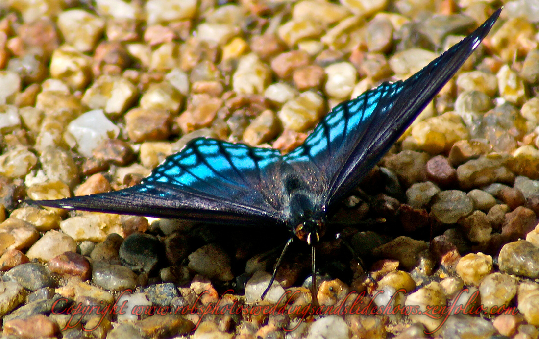 A Black Butterfly with Blue Faces on the Wings