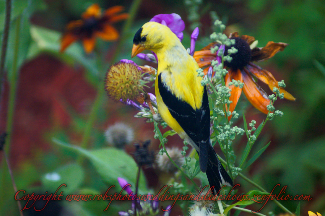 The American Golden Finch