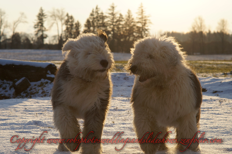 Odie & Marley English Sheep Dogs