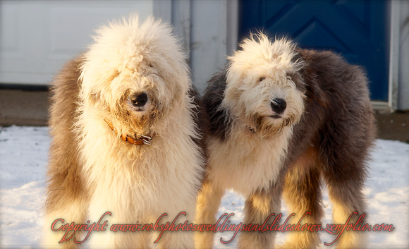 Odie & Marley English Sheep Dogs