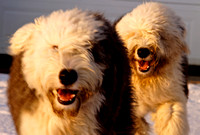 Odie & Marley English Sheep Dogs