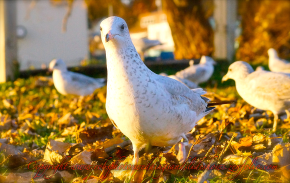 A Wondering Seagull