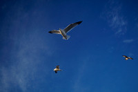 Three Gulls Splitting Up in the Sky