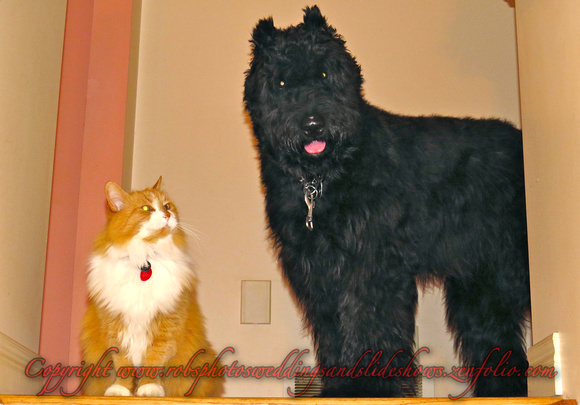 Ginger & Buddy by the stairs waiting for me.