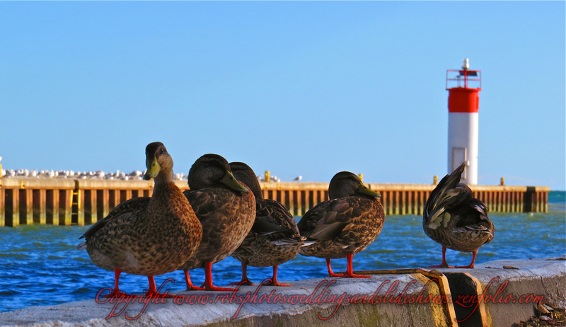 Ducks in a Row (Photos 1 to 4)