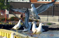 Port Dover Photo Visits 2024