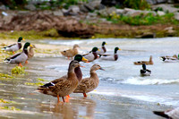The Duck Crowd in Port Dover
