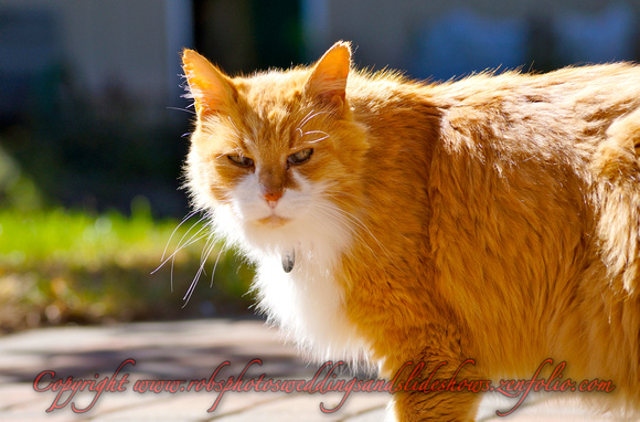 Ginger in the Sun