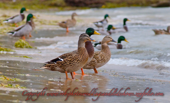 The Duck Crowd in Port Dover