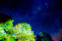 Some Trees by the Milkyway
