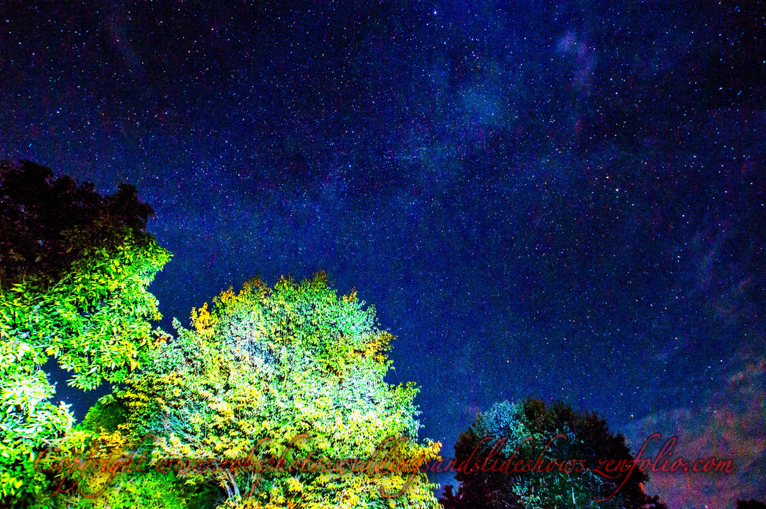 Some Trees by the Milkyway