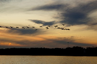 Flying in Formation with the Sky Bird